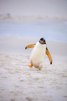 Photo of Gentoo Penguin native to sub-Antarctic islands where chilly temperatures allow for ideal breeding, foraging and nesting conditions. with selective focus on the bird