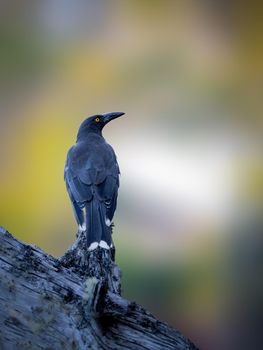 Photo of Pied Currawong s a medium-sized black passerine bird native to eastern Australia and Lord Howe Island with selective focus on the bird