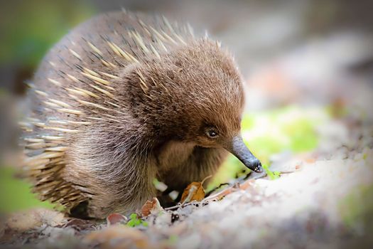 Photo of Echidnas are also called spiny anteaters and have some really strange characteristics. with selective focus on the echidna