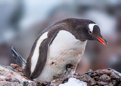 Photo of Gentoo Penguin native to sub-Antarctic islands where chilly temperatures allow for ideal breeding, foraging and nesting conditions. with selective focus on the bird