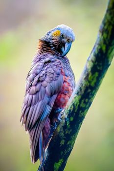 Photo of The Kaka is a large forest dwelling parrot that looks similar to the Kea with selective focus on the bird's face