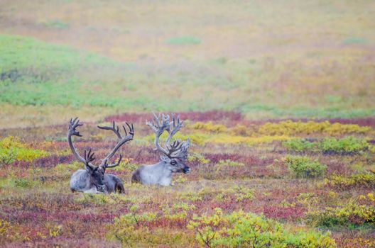 Photo of Elk Couple in Alaska chomping off on the foliage with selective focus on the animals