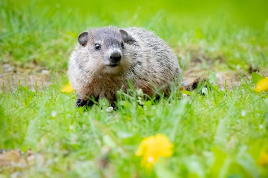 Photo of Muskrat is a medium-sized semiaquatic rodent native to North America with selective focus on the animal