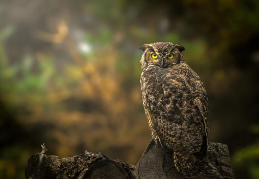 Photo of Great Horned Owl in the woods of Alaska with selective focus on bird