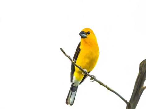 Photo of Yellow Grosbeak are in overall in most of Mexico, but rich golden yellow in Chiapas and Guatemala with selective focus on the bird with white background