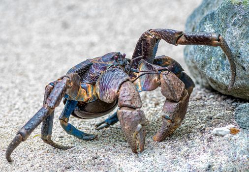 Photo of Coconut crabs with selective focus on the crab