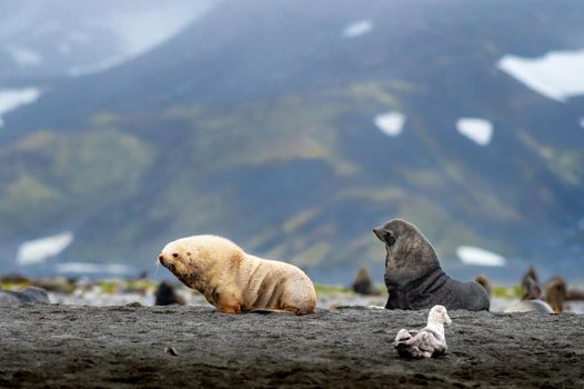 Photo of rare ginger albino fur seal spotted in South Gerogia with selective focus on the white seal