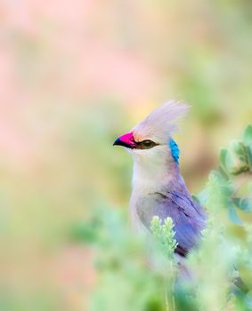 Blue Naped Mousebird with selective focus on the bird