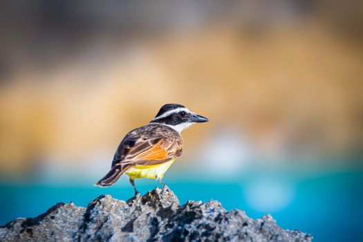 Photo of Kiskadees that were introduced to Bermuda. with selective focus on the bird