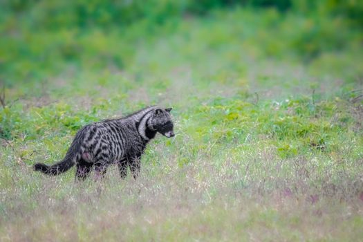 Picture of African Civets in the African Savanna during the day time with selective focus on the Civet