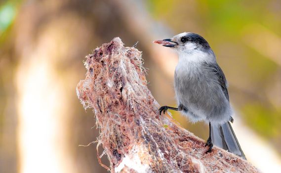 Gray Jay against a blurred background.