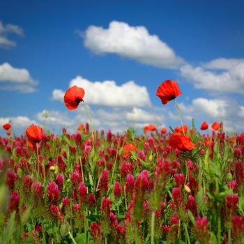 Summer nature - concept. Beautiful landscape with red poppy flowers and sunny day with blue sky.