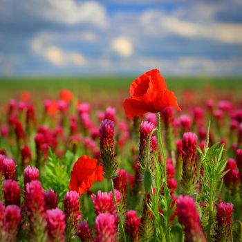 Summer nature - concept. Beautiful landscape with red poppy flowers and sunny day with blue sky.