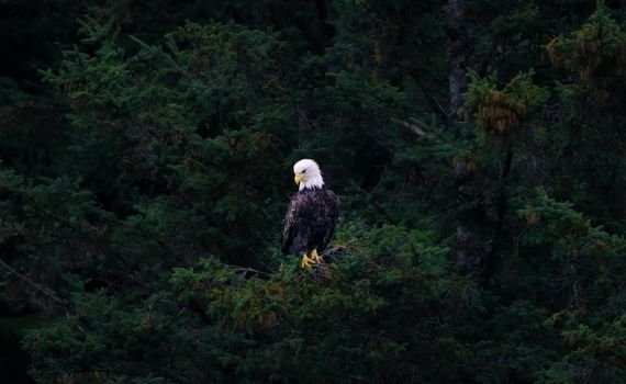 Photo of American Bald Eagle with selective focus on the bird