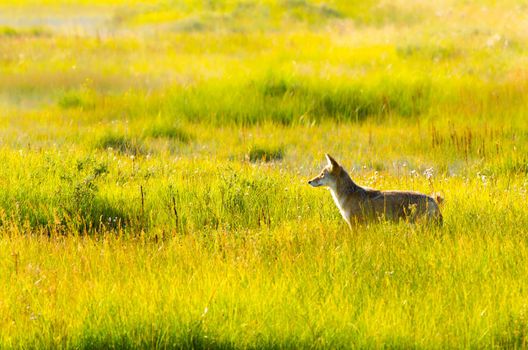 Photo of Coyote in the grasslands looking to scavenge food with selective focus on the coyote