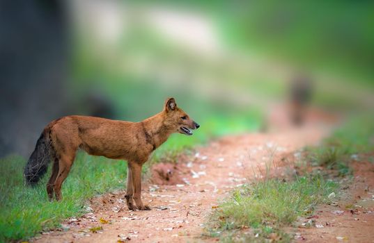 Photo of Dhole WIld Dog looking to scavenege in India with selective focus on the animal