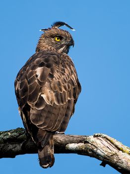 Photo of Crested Hawk Eagle perched on a tree looking for its kill with selective focus on the bird