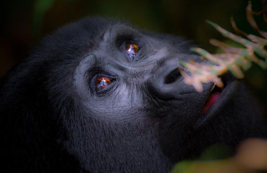 Photo of Mountain gorillas that are endangered.with selective focus on the bird