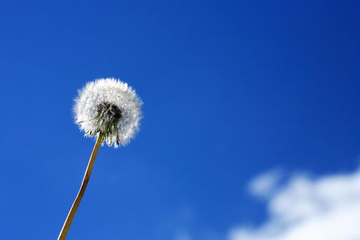 Nice fluffy dandelion against blue sky with white cloud