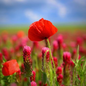 Summer nature - concept. Beautiful landscape with red poppy flowers and sunny day with blue sky.