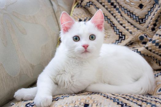 White baby cat with rose ears on pillow