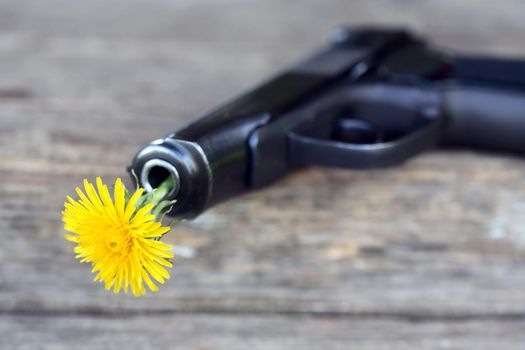 Symbol of disarmament. Nice yellow dandelion in the barrel of a gun