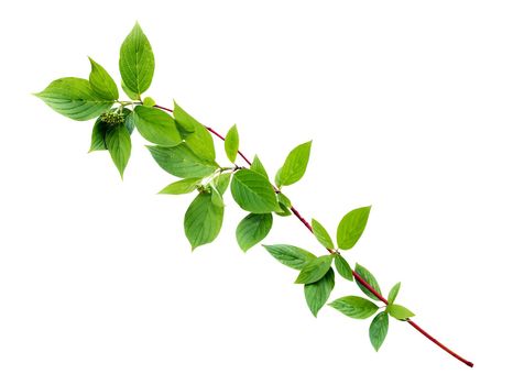 Twig with nice freshness green leaves isolated on white background