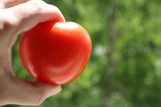 A tomato in a woman's hand is close-up on a natural green background..