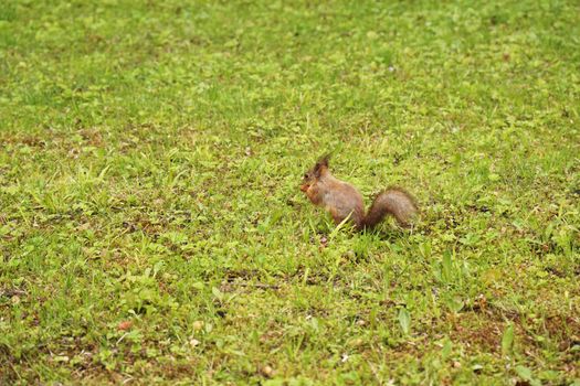 Rufous squirrel descended from the tree onto the green grass. He is looking for food in the spring young grass after winter.