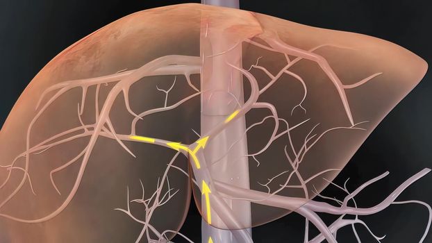 Transparent male internal organs functioning of the liver. 3D Medical 3D illustration