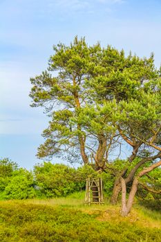 Natural beautiful panorama view with pathway and green plants trees in the forest of Pipinsburg in Geestland Cuxhaven Lower Saxony Germany.