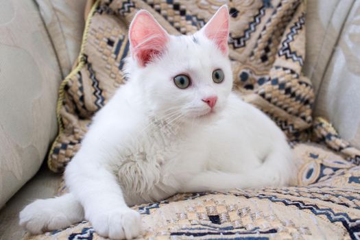 White baby cat with rose ears lying on pillow