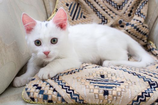 White baby cat kitten with rose ears lying on pillow