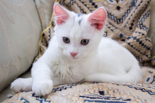 White baby kitten with rose ears playing on pillow
