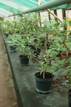 Greenhouse with a large variety of green plants. The concept of planting crops in spring. Pots with seedlings of green plants.