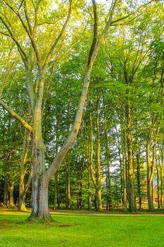 Natural beautiful panorama view with pathway and green plants trees in the forest of Speckenbütteler Park in Lehe Bremerhaven Germany.