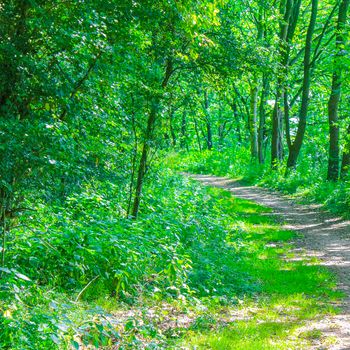 Natural beautiful panorama view with pathway and green plants trees in the forest of Hemmoor Hechthausen in Cuxhaven Lower Saxony Germany.