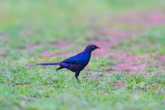 Ruppell's Starling Sometimes looks black, but in good light, shows iridescence that is mostly purple, with a green wing