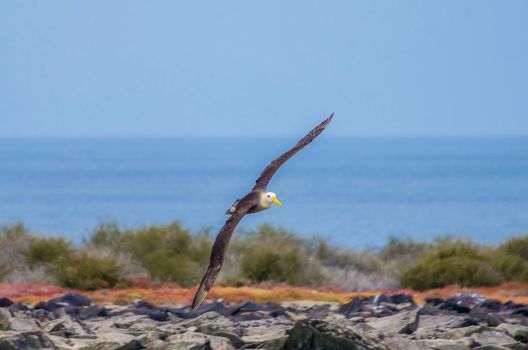 Photo of Waved Albatross with selective focus on the bird