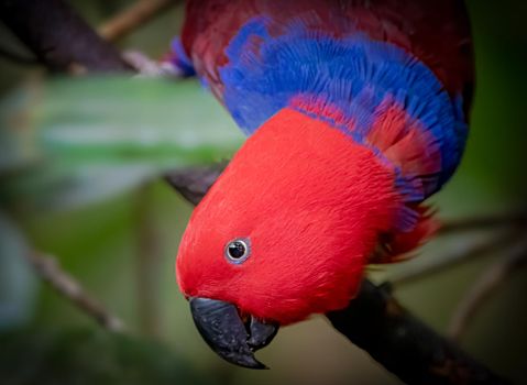 Photo of Eclectus parrot seems very acrobatic in nature with selective focus on the bird