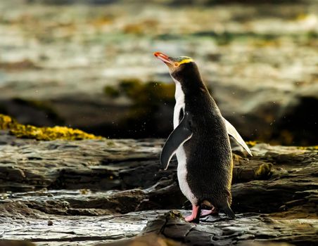 Yellow Eyed Penguin Looking Aside during sunset