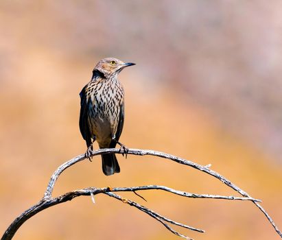 Sage Thrasher are fairly small songbirds with relatively long legs and tail