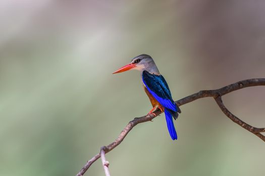 Grey Headed Kingfisher has a distinctive chestnut belly, sapphire blue tail and flight feathers, ashy-gray head and breast, and vermillion bill.