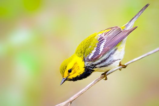 Black-throated green warbler singing to its mate in Magee Marsh Ohio