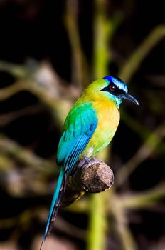 Colorful Blue crowned motmot posing in Costa Rica
