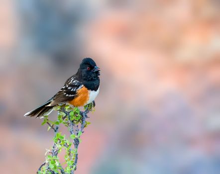 Spotted Towhee is a small owl which breeds in tropical Asia from mainland India to Southeast Asia.