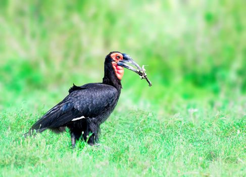 Southern Ground Hornbill is one of two species of ground hornbill, which are both found solely within Africa