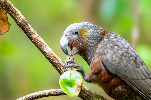 The Kaka is a large forest dwelling parrot that looks similar to the Kea which live in alpine areas. Kaka, Kea and Kakapo are all endemic to New Zealand and are endangered and vulnerable.