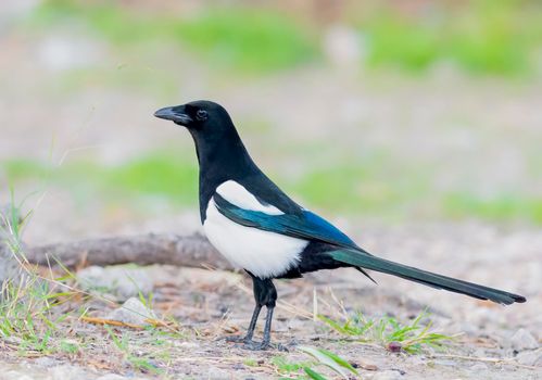 Beautiful Eurasian Magpie on the ground foraging in Greece