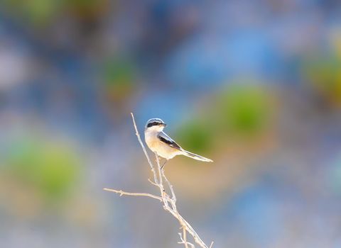 Loggerhead Shrike is a songbird with a raptor's habits